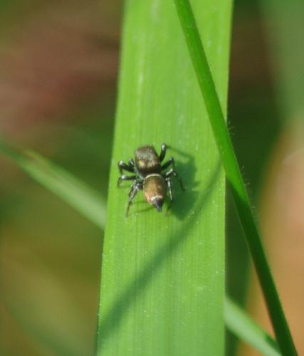 Heliophanus tribulosus